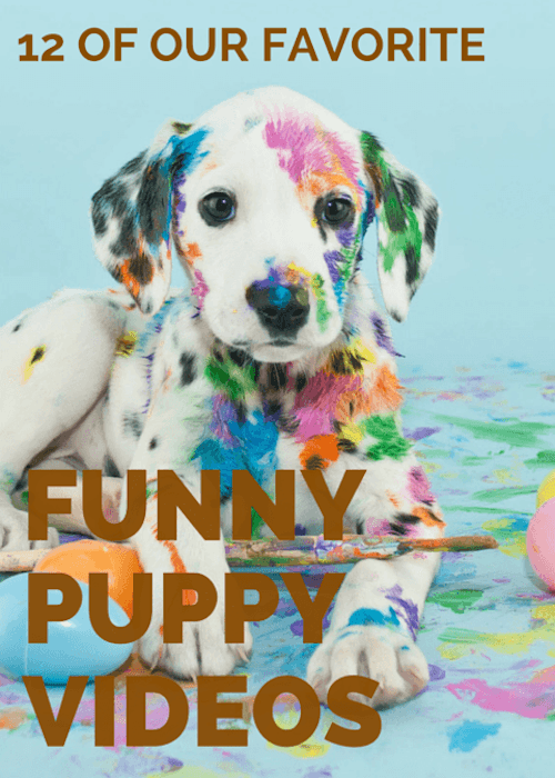 Favorite Funny Puppy Videos | Canvas Factory