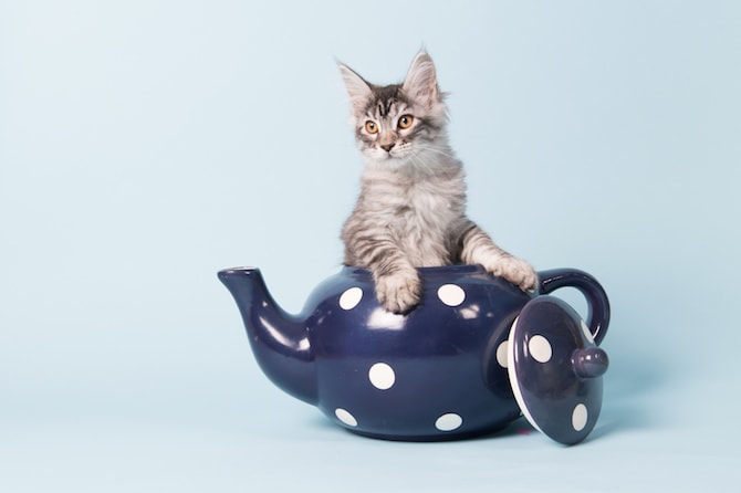 Cat Photos - In A Little Teapot
