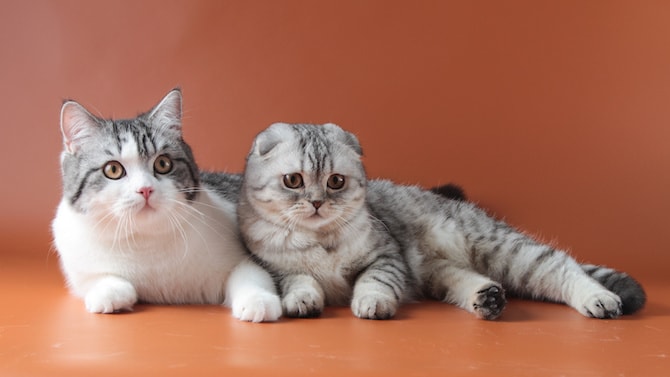 Cat Photos - The Perfect Pair