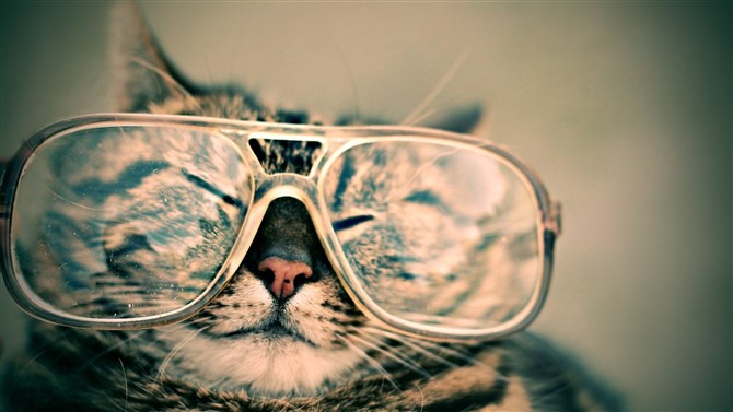 Cat Photos - Cat With Sunglasses