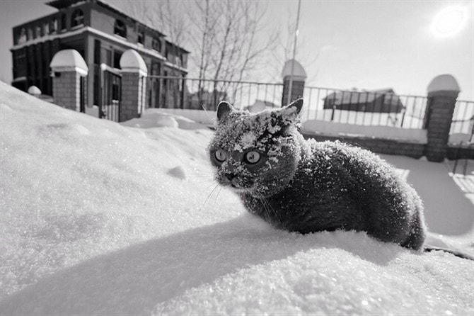 Cat Photos - Freezing Cat