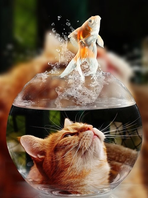 Cat Photos - Goldfish Eyes Cat