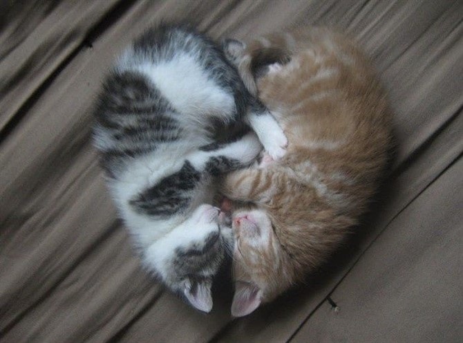 Cat Photos - Sleeping Heart Kittens