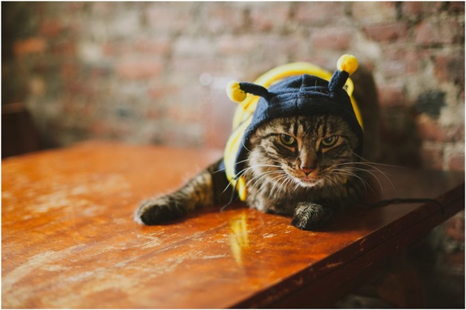 Cat Photos - Honey Bee Cat