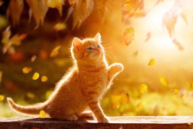 Cat Photos - Young Kitten In Autumn