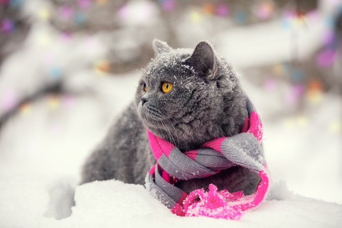 Cat Photos - Cat In The Snow