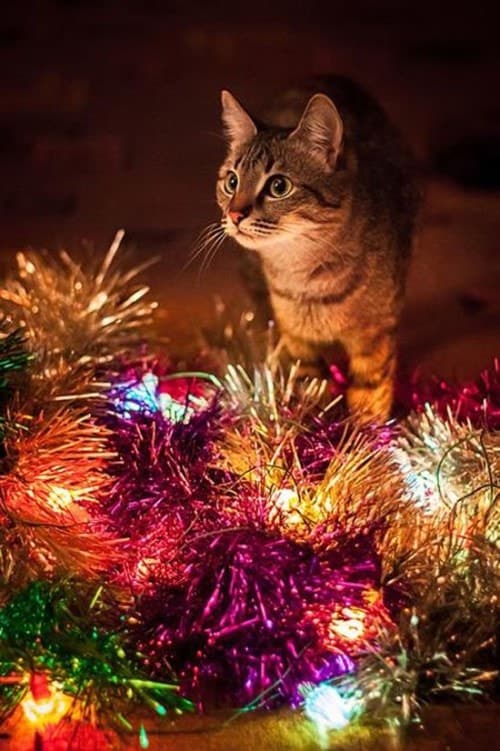 Christmas Photos - Pets Cat