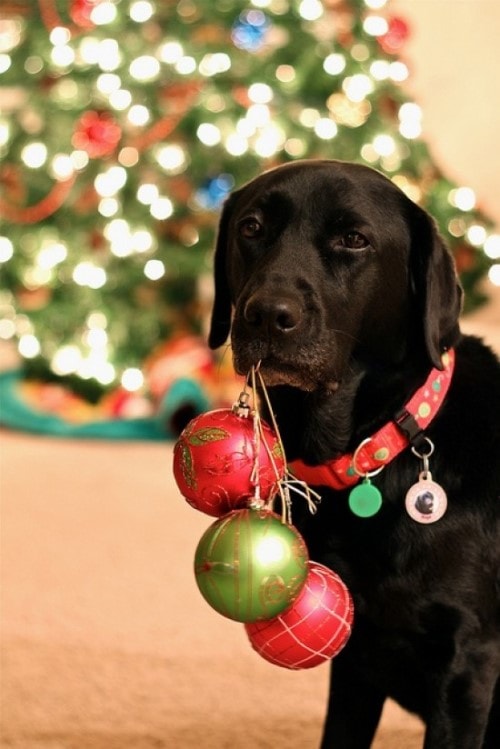 Christmas Photos - Pets With Balls