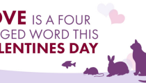 Love is a four legged word this Valentine’s Day