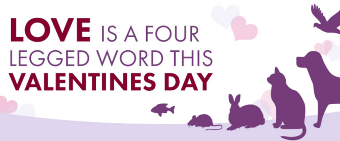 Love is a four legged word this Valentine’s Day