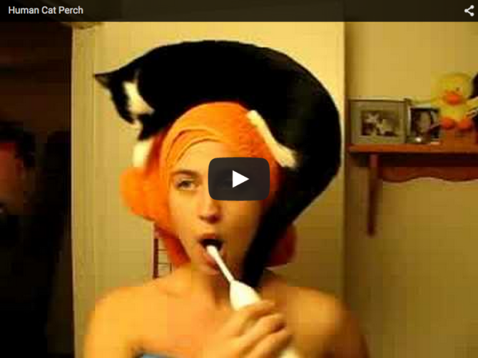36 Funny Cat Videos To Brighten Your Day