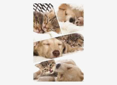 pet photo collage