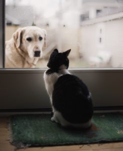 dog cat staring at each other