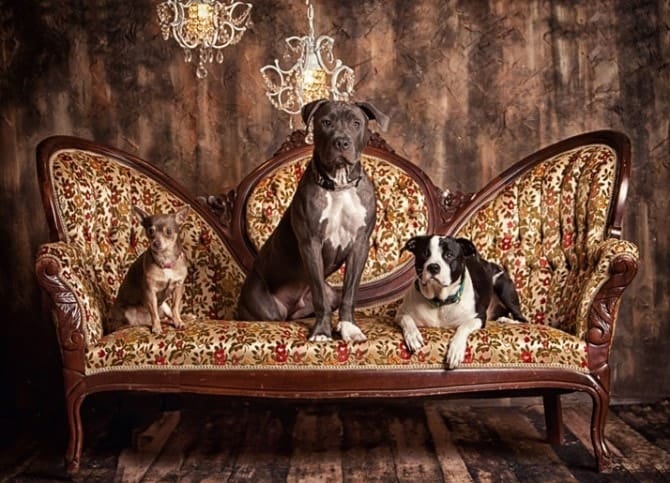 Dog Photography - Three Dogs Royal
