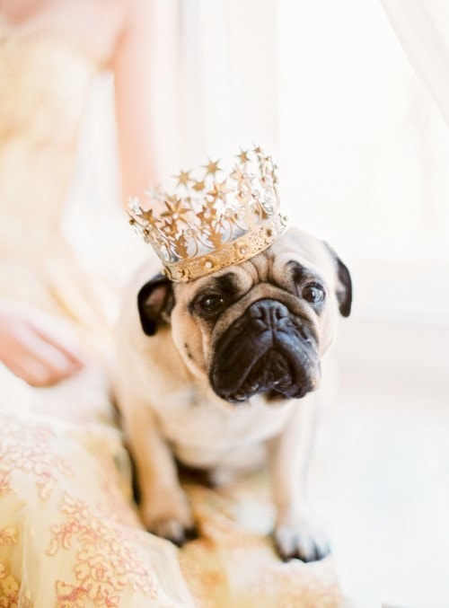 Dog Photography - Crown