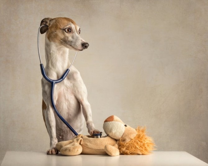 Dog Photography - Silly Doctor