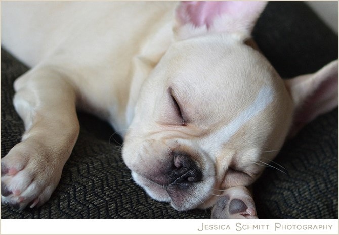 Dog Photography - Silly Sleepy Time