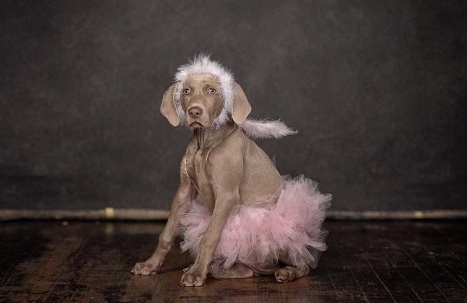 Dog Photography - Sophisticated - Classy Ballerina