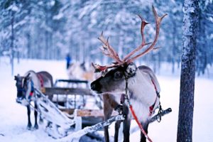 reindeer scene holiday canvas prints