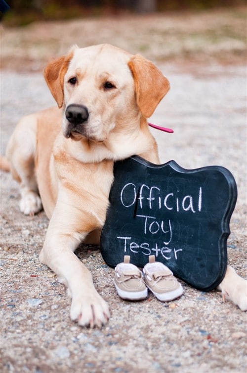 Pregnancy Announcement Ideas - Official Toy Tester