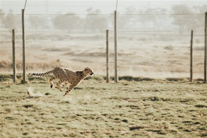 Wildlife Photography Tips - Use a Fast Shutter Speed