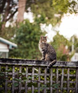cat sitting on fence