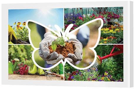 Gift Ideas For Women - Butterfly Canvas