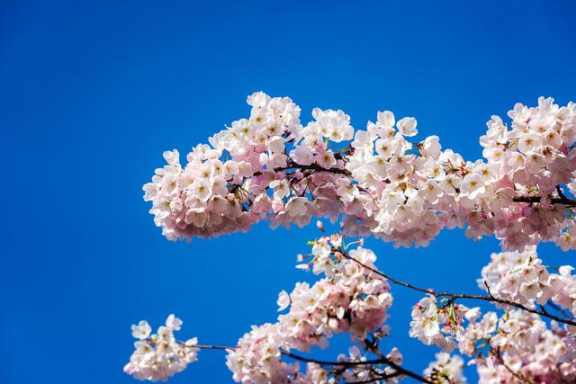 Thumbnail for original image