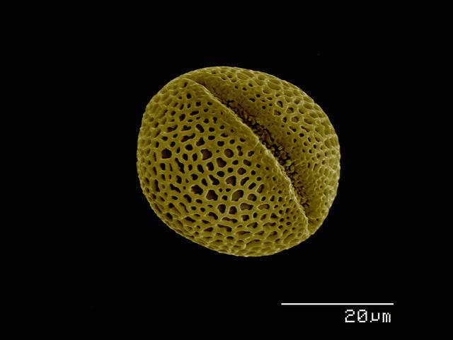 Thumbnail for original image