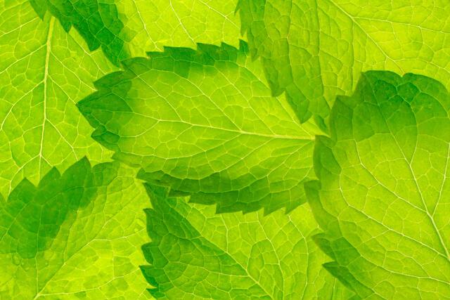 Thumbnail for original image