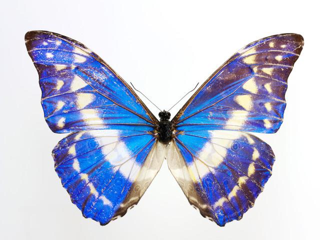 Thumbnail for original image