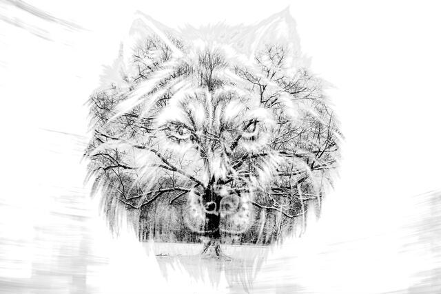 Thumbnail for original image