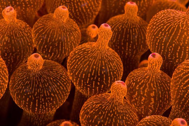 Thumbnail for original image