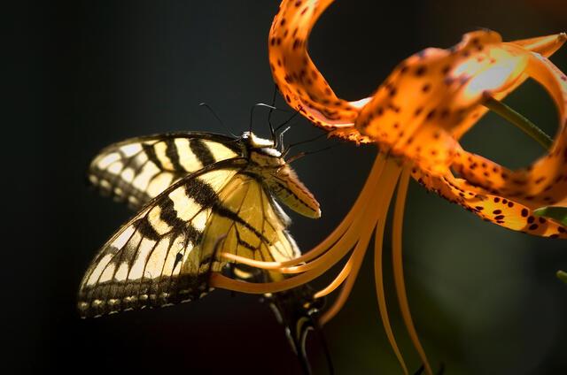 Thumbnail for original image