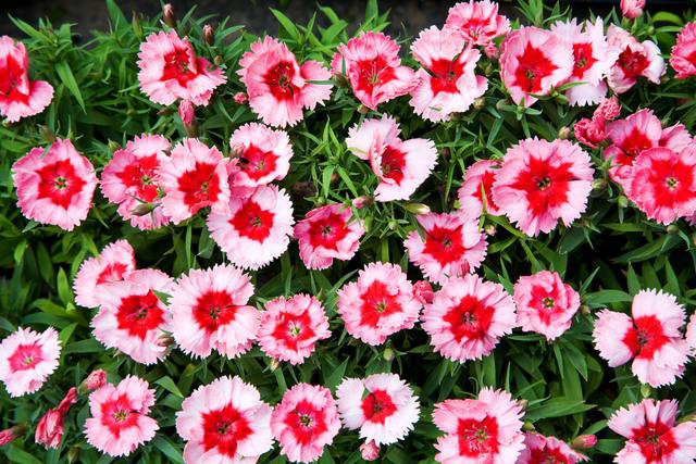 Thumbnail for original image