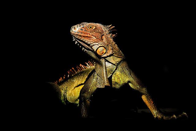 Thumbnail for original image