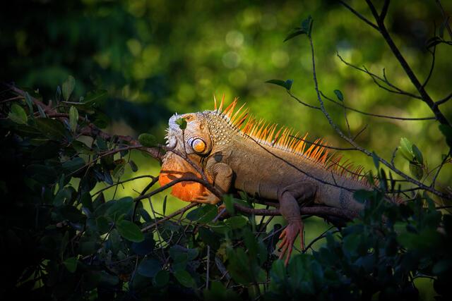 Thumbnail for original image