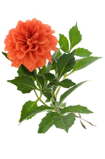 Thumbnail for original image