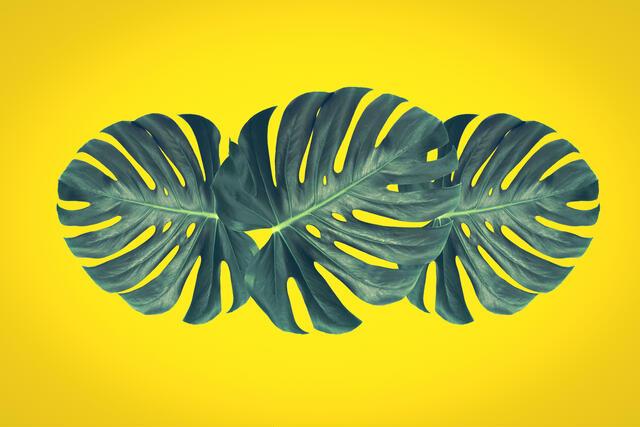 Thumbnail for original image