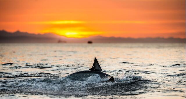 Thumbnail for original image