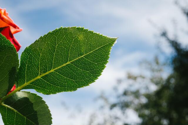 Thumbnail for original image