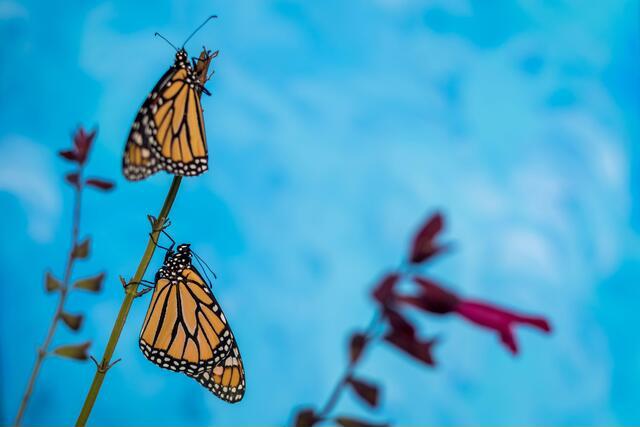 Thumbnail for original image