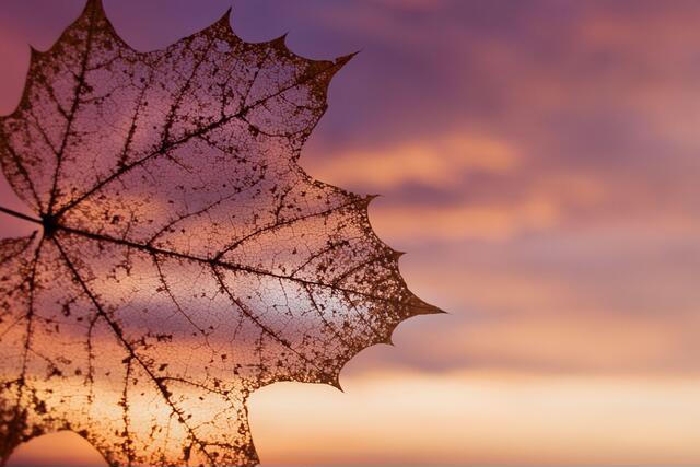 Thumbnail for original image