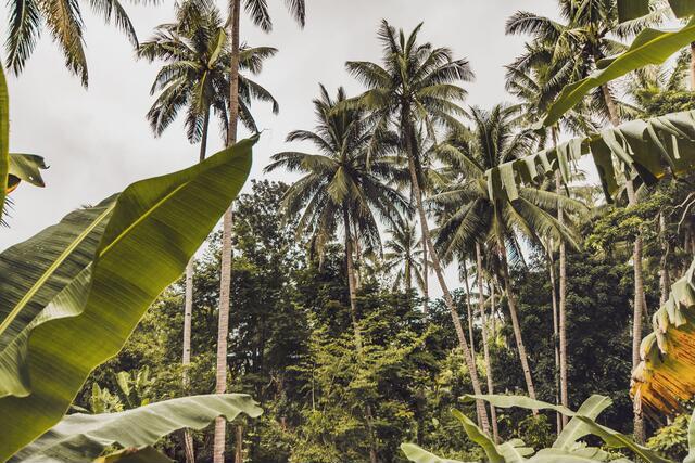 Thumbnail for original image