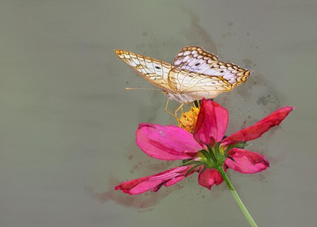 Thumbnail for original image