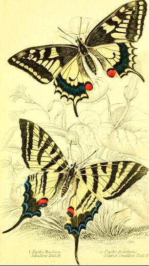 Thumbnail for original image