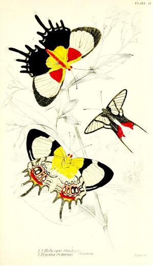 Thumbnail for original image