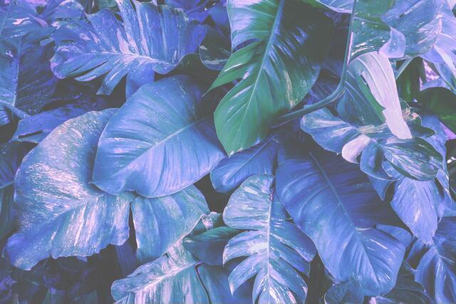 Thumbnail for original image