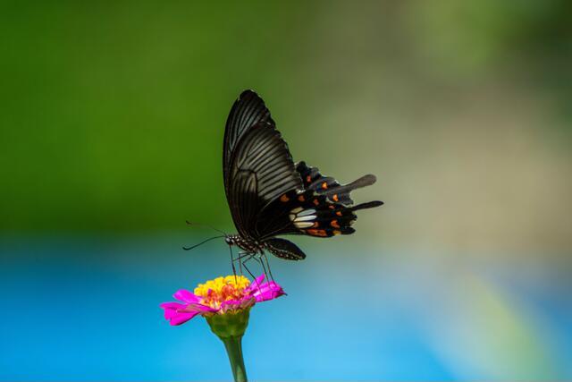 Thumbnail for original image