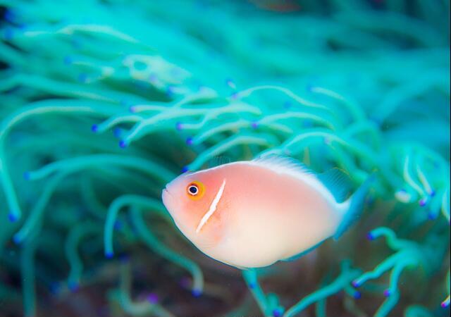 Thumbnail for original image